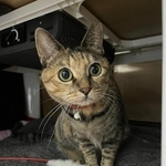 メルモちゃん(おたむさん提供)