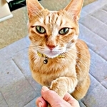 イケニャンが大変身! ぷりんちゃんの仰天「ボニャール」とは!?(画像提供:ぷりんちゃん𝕏さん)