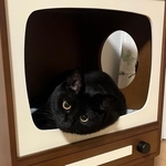 テレビの中でリラックス中~(画像提供:うに3才さん)