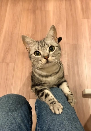 名まえを呼ばれたら、飼い主さんのもとへ駆けつける、あんこくん(画像提供:あんこともなか 充電ねこさん)