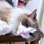 ラグドールのほっけくん。投薬SOS投稿に体験談が続々ーー(画像提供:ほっけ はまち ragboysさん)