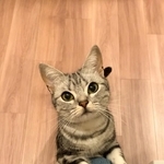 名まえを呼ばれたら、飼い主さんのもとへ駆けつける、あんこくん(画像提供:あんこともなか 充電ねこさん)