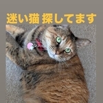 普段からXで迷子犬猫ちゃんの拡散をしているここべさんのところに姫ちゃんの依頼がきたという(ここべさん提供)