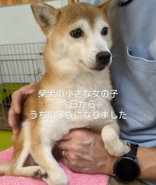 繫殖引退犬の柴犬さんをおうちにお迎えした
