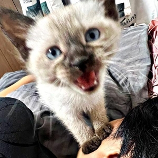 パパの顔にのってカメラを見つめるステラちゃん(画像提供:葉山あかね 2y 双子さん)
