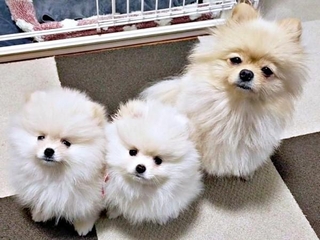 親子ショット! (左から)生後2カ月のすももくん、つららくん、母犬のとろろちゃん(画像提供:ポメラニアンのとろろさん)