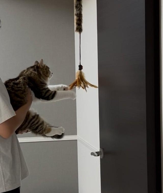 ん? 猫じゃらし!(飼い主さん提供)