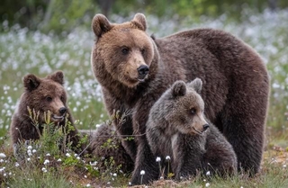 クマとバッタリ会わないための行動とは…※画像はイメージです(Marc Scharping/stock.adobe.com)