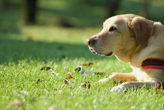 「批判ではなく発生情報の共有を」飼い主への願い(photoACより「ACpapa」さん撮影、イメージ画像)