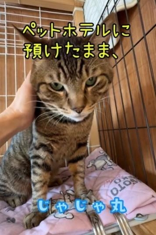 ペットホテルに預けたまま飼い主さんと連絡がとかなくなった…写真は、じゃじゃ丸くん(ひろまろすぎさん提供、Instagramよりキャプチャ撮影)