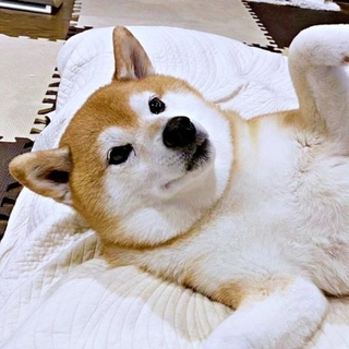 「空いてますよ?」瑚子ちゃんのポーズにきゅん!(画像提供:柴犬 瑚子さん)