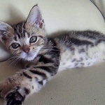 急性腎不全と診断された愛猫、飼い主は自分の無知を責めた…うつや心身症に苦しみながら全力を尽くした日々
