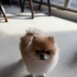 「オヤツをくれないと…」小さな体で、飼い主にすごむ犬さん「くれないならやらかすぞ!」