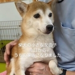 後ろ足が固まって動かない、小さな柴犬の繁殖犬「心を取り戻してほしい」無表情だったお顔が変わった!