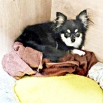 保護犬が家族と歩んだ3年…感動ビフォーアフター ケージの隅で固まっていた子が…ベッドを独占! 甘え上手に変わった姿に胸が熱くなる