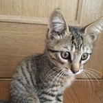 会議の場にいきなり現れ、ちょこんと座った小さな子猫 猫アレルギー、脱走、熱中症を乗り越えて…家族の絆を育んだ8年間の記録