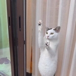 お腹がポンポコリンの猫さん「食欲の秋、よく食べます」と喜ぶ飼い主、実はガリガリで涙した時も…