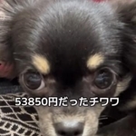 生後6カ月で売れ残っていた犬さん「家族に迎えたい」と「一人と一匹暮らし」がスタート…新しい世界がくれた幸せな日々