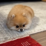 「愛犬が反抗期!?」凶悪顔が可愛すぎる犬さん「イヤッ!って表情かわいい」
