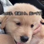 「この子、普通より安いです」ブリーダーから衝撃の言葉を告げられたゴールデン…その理由は 今も変わらず愛されるチャームポイントに