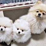 しょんぼり顔だったポメラニアン親子→7カ月後のビフォーアフターに笑顔! 「天使すぎる」「見てるだけで幸せ」と2.9万いいね