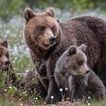 クマとバッタリ会わないための行動とは…※画像はイメージです(Marc Scharping/stock.adobe.com)