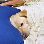 元保護犬が飼い主のトイレ中にベッドを占拠!? 布団と枕を完全に奪った大胆行動に反響 「幸せな狭さ」「幸せな嫌がらせ…」