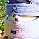 アイスを買う飼い主をバギーの隙間からのぞく犬 店員たちもざわついた愛らしい仕草に反響「カワイイ顔と鼻が出てる」「良すぎる」