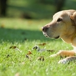 「批判ではなく発生情報の共有を」飼い主への願い(photoACより「ACpapa」さん撮影、イメージ画像)