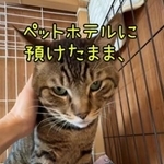 ペットホテルに預けたまま飼い主さんと連絡がとかなくなった…写真は、じゃじゃ丸くん(ひろまろすぎさん提供、Instagramよりキャプチャ撮影)