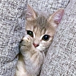 「助けてニャ…」。ソファにはさまったリリーちゃん(画像提供:恋するうさぎちゃん)