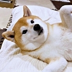 柴犬が前足を広げて「来て~」ポーズが話題 仰向けで誘う姿に「飛び込みたい」「最高のなでスポット」「そこ予約願いま~す」