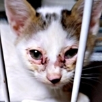 ガリガリだった瀕死の子猫が奇跡の回復→まさかのママに!? 「初めは病気かと…」飼い主家族も驚いた“青天の霹靂”1年の軌跡