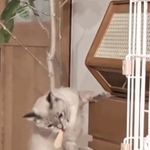 猫「あった、あった!これこれ」自分で棚を開け、大好きなおもちゃを奪う姿に爆笑「人間の子どもみたい」