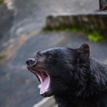 食レポ「ツキノワグマを食べた!」どんな味? 投稿者「臭みなくホロホロ美味かった」 駆除した野生動物を流通できる仕組みが必要