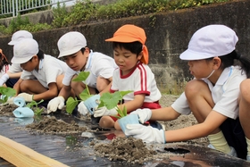 協力してカボチャの苗を植える園児と児童=神河町中村 協力してカボチャの苗を植える園児と児童=神河町中村