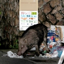 今撮/イノシシ/サブ