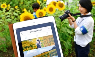 ヒマワリ一色に染まった小野市のインスタグラム。市内の風景写真を職員が頻繁に投稿し、まちの良さをPRしている=小野市浄谷町、ひまわりの丘公園