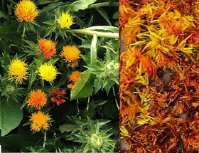 咲いているベニバナ(左)と採取した花びら 咲いているベニバナ(左)と採取した花びら