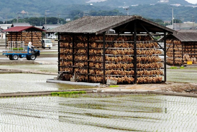 6月、タマネギ小屋で「つり玉」が熟成し、タマネギ畑は田んぼに変わる。多毛作が発達してきた淡路島の季節感ある風景だ=南あわじ市神代地頭方 6月、タマネギ小屋で「つり玉」が熟成し、タマネギ畑は田んぼに変わる。多毛作が発達してきた淡路島の季節感ある風景だ=南あわじ市神代地頭方