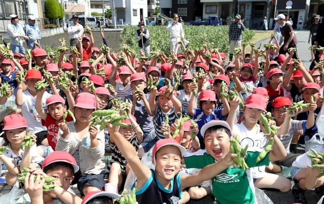 大きく実った富松一寸豆を手に喜ぶ尼崎北小の児童ら=尼崎市富松町3 大きく実った富松一寸豆を手に喜ぶ尼崎北小の児童ら=尼崎市富松町3