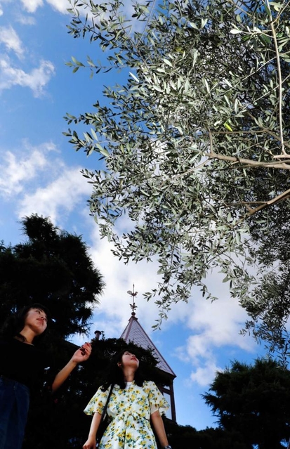 青い空、白い雲。風見鶏の館の前で緑に輝くオリーブ。明治末、人家の庭にも点々とオリーブがあったという=神戸市中央区北野町3 青い空、白い雲。風見鶏の館の前で緑に輝くオリーブ。明治末、人家の庭にも点々とオリーブがあったという=神戸市中央区北野町3