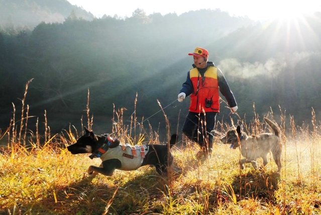 猟犬と「追い山猟」へ向かう坂本知計さん。主犬の「クマ」(左)はイノシシの牙よけに特製のベストを着用している=篠山市内 猟犬と「追い山猟」へ向かう坂本知計さん。主犬の「クマ」(左)はイノシシの牙よけに特製のベストを着用している=篠山市内