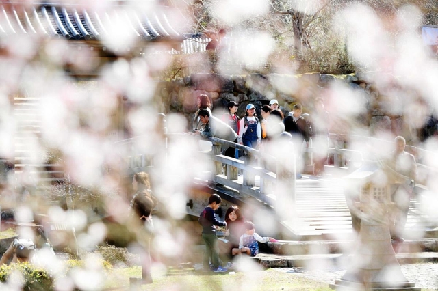 出石城跡の周辺を散策する人たち。今年の出石初午では、早咲きの桜がほころび始めていた=豊岡市出石町内町 出石城跡の周辺を散策する人たち。今年の出石初午では、早咲きの桜がほころび始めていた=豊岡市出石町内町