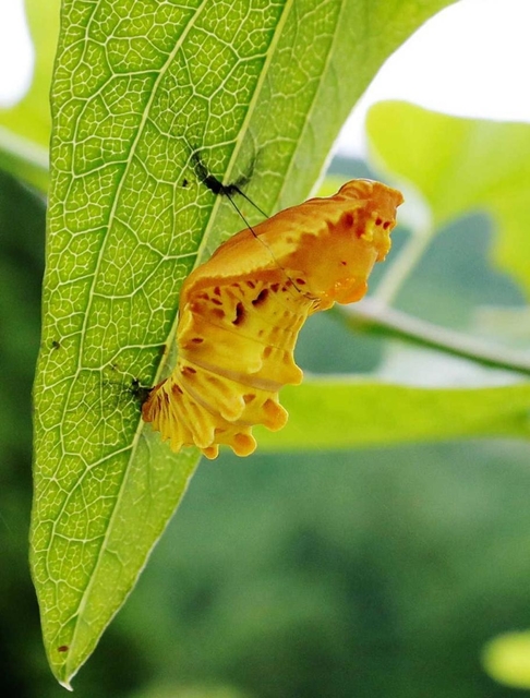 お菊虫の口紅に似た斑点は他のさなぎにはない特徴。戦前は土産物にもなっていた お菊虫の口紅に似た斑点は他のさなぎにはない特徴。戦前は土産物にもなっていた