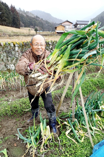 「甘い、太い、軟らかい」がキャッチフレーズの岩津ねぎを収穫する嵯峨山義博さん=朝来市岩津 「甘い、太い、軟らかい」がキャッチフレーズの岩津ねぎを収穫する嵯峨山義博さん=朝来市岩津