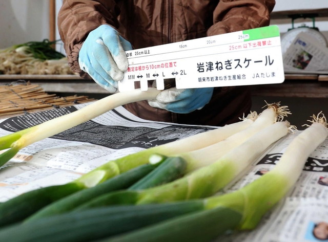 サイズを測る「岩津ねぎスケール」を手に進む出荷作業=朝来市岩津 サイズを測る「岩津ねぎスケール」を手に進む出荷作業=朝来市岩津