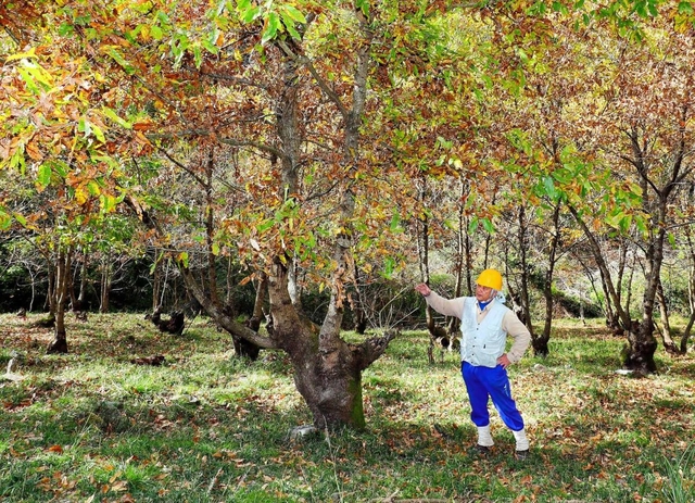 菊炭の原料となる「台場クヌギ」。独特のフォルムは人と共生の歴史をつないできた証し=川西市黒川 菊炭の原料となる「台場クヌギ」。独特のフォルムは人と共生の歴史をつないできた証し=川西市黒川