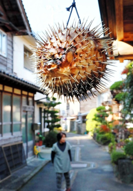 竹野浜に吹き寄せられたハリセンボンの魔よけ。昔はハリデンブクと呼び、尾っぽからつるしていたという=豊岡市竹野町(撮影・大山伸一郎) 竹野浜に吹き寄せられたハリセンボンの魔よけ。昔はハリデンブクと呼び、尾っぽからつるしていたという=豊岡市竹野町(撮影・大山伸一郎)