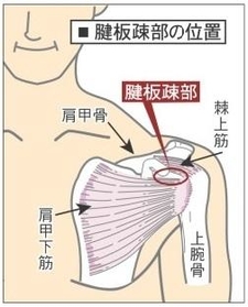 神戸新聞NEXT 神戸新聞NEXT